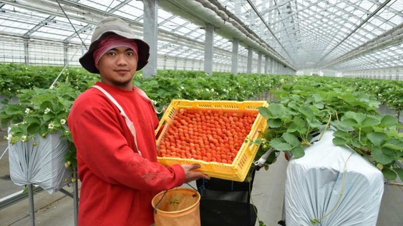 Nông nghiệp hữu cơ ở Nhật Bản