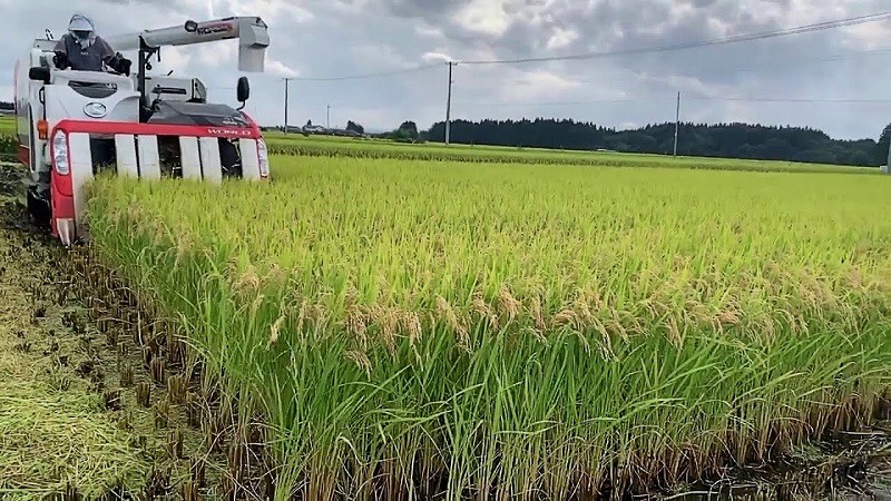 Vì Sao Ngành Nông Nghiệp Chỉ Giữ Vai Trò Thứ Yếu Ở Nhật Bản? Vì Sao Ngành Nông Nghiệp Chỉ Giữ Vai Trò Thứ Yếu Ở Nhật Bản?