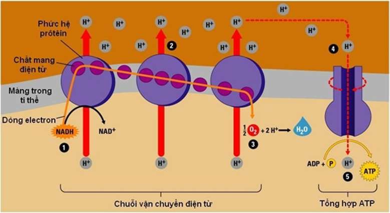 Este A Điều Chế Từ Ancol Metylic Có Tỉ Khối So Với Oxi Là 2,3125?