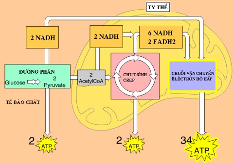 Chuỗi Truyền Electron Hô Hấp Diễn Ra Ở Đâu? Giải Đáp Chi Tiết Chuỗi Truyền Electron Hô Hấp Diễn Ra Ở Đâu? Giải Đáp Chi Tiết
