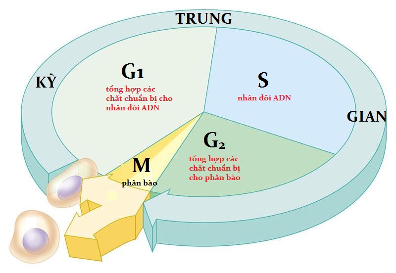 **Trong Nguyên Phân, Hiện Tượng Các NST Kép Co Xoắn Lại Có Ý Nghĩa Gì?** **Trong Nguyên Phân, Hiện Tượng Các NST Kép Co Xoắn Lại Có Ý Nghĩa Gì?**