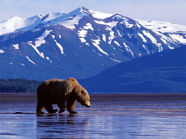 Chú gấu nâu to lớn đang đi lại trong môi trường tự nhiên ở Alaska, thể hiện sự hoang dã và đa dạng của động vật nơi đây