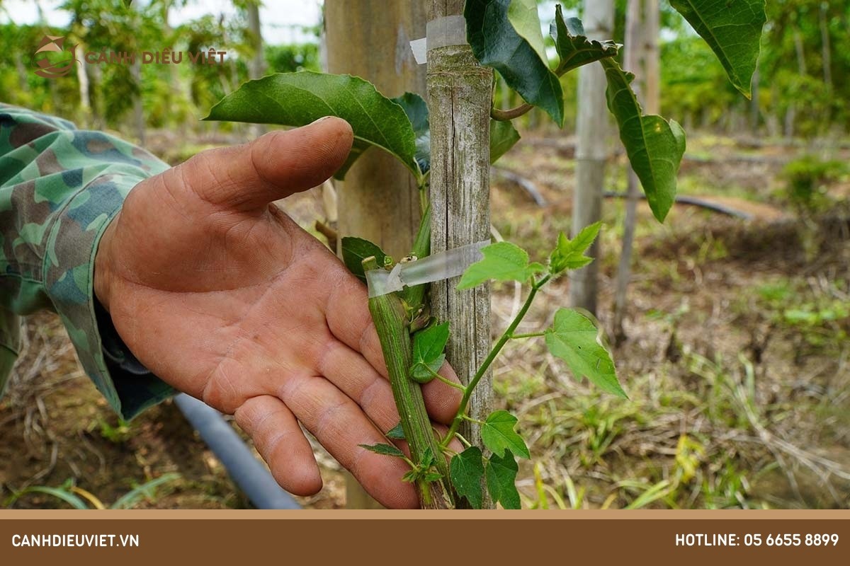 Cách Ghép Chanh Dây Hiệu Quả: Hướng Dẫn Chi Tiết Từ A Đến Z Cách Ghép Chanh Dây Hiệu Quả: Hướng Dẫn Chi Tiết Từ A Đến Z
