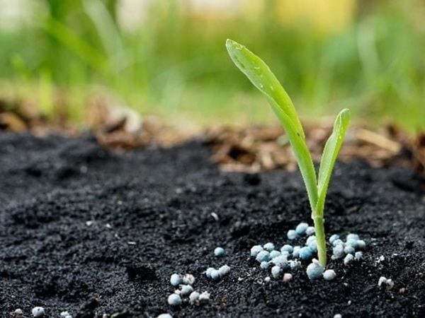 Phân Hữu Cơ Vi Sinh Có Giá Thành Thế Nào? Tư Vấn Chi Tiết 2024 Phân Hữu Cơ Vi Sinh Có Giá Thành Thế Nào? Tư Vấn Chi Tiết 2024