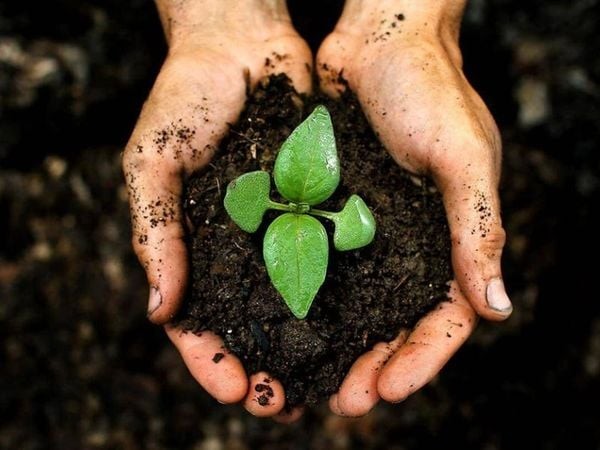 Đột Biến Gen Là Gì? Tổng Hợp Các Ví Dụ Về Đột Biến Gen Chi Tiết