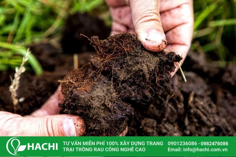 Tại Sao Trái Đất Có Từ Trường: Giải Thích Chi Tiết Nhất 2024