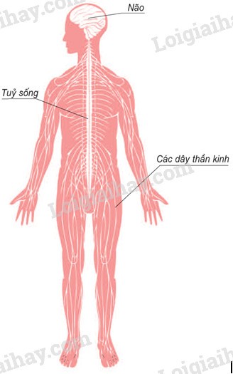 Cơ Quan Thần Kinh Gồm Những Gì? Cấu Trúc, Chức Năng Và Bảo Vệ Cơ Quan Thần Kinh Gồm Những Gì? Cấu Trúc, Chức Năng Và Bảo Vệ