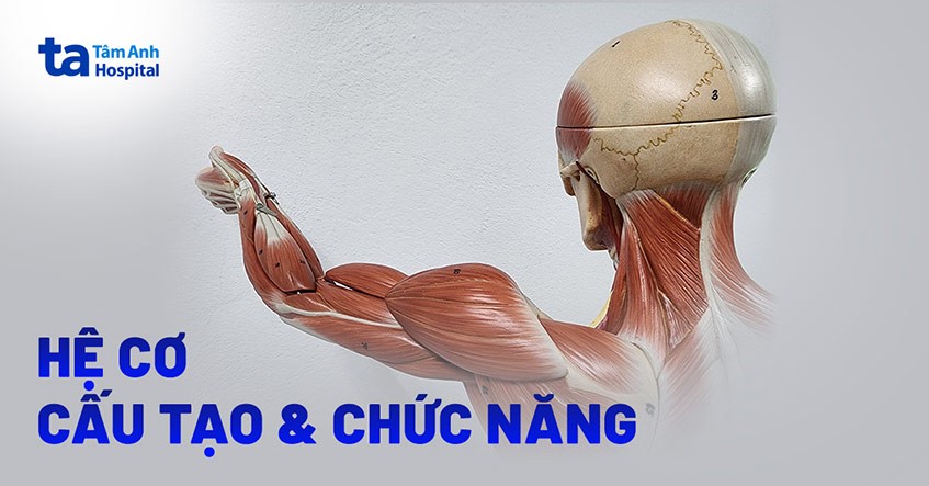 Hệ Cơ Có Chức Năng Gì? Giải Đáp Chi Tiết Từ A Đến Z Hệ Cơ Có Chức Năng Gì? Giải Đáp Chi Tiết Từ A Đến Z