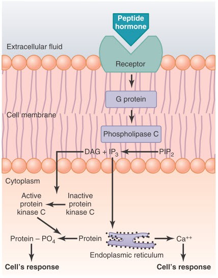 Hệ thống thông tin thứ hai phospholipid