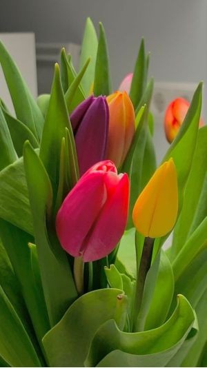 Hình nền hoa tulip vẽ phong cách vintage cho máy tính