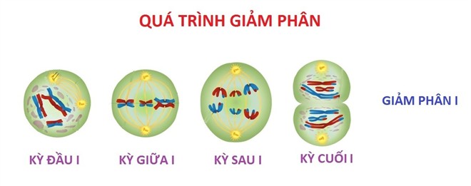 **Ở Thời Kì Đầu Giảm Phân 2 Không Có Hiện Tượng Gì Xảy Ra?** **Ở Thời Kì Đầu Giảm Phân 2 Không Có Hiện Tượng Gì Xảy Ra?**