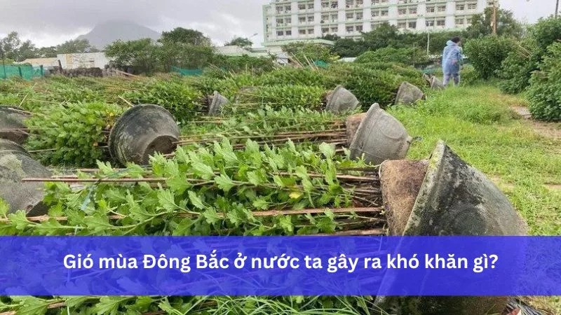 **Gió Mùa Đông Bắc: Thời Gian Hoạt Động, Đặc Điểm và Ảnh Hưởng?**