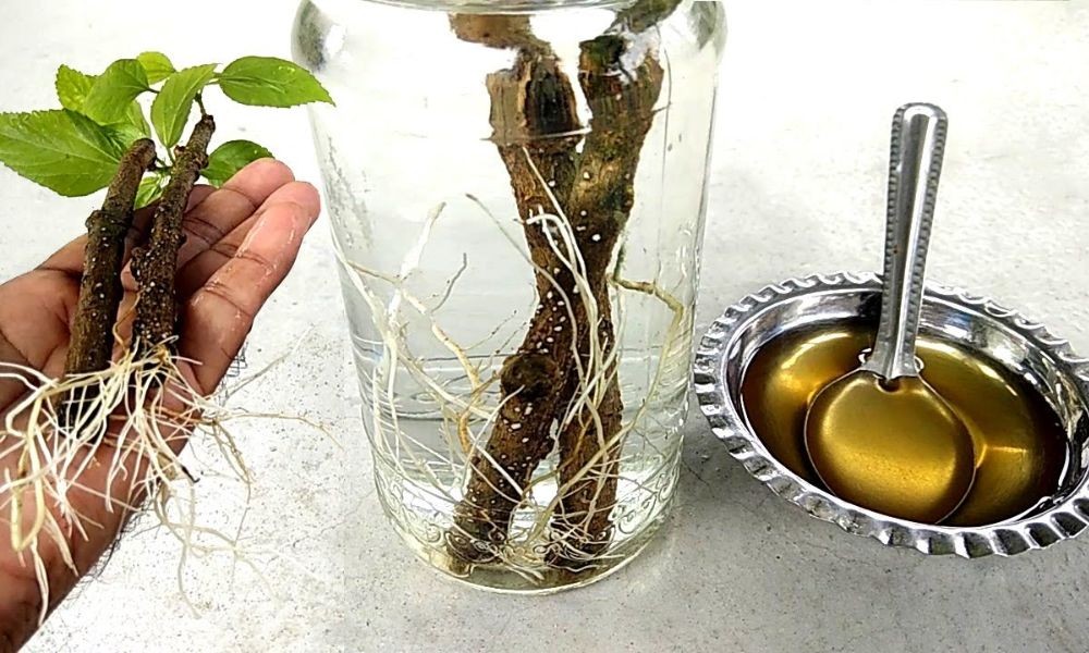 Ngâm cành giâm trong dung dịch kích rễ