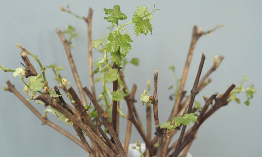 Tưới nước thường xuyên cho cành giâm