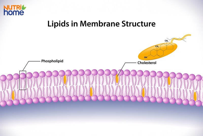Lipid Không Có Đặc Điểm Gì? Giải Mã Chi Tiết Từ A Đến Z Lipid Không Có Đặc Điểm Gì? Giải Mã Chi Tiết Từ A Đến Z