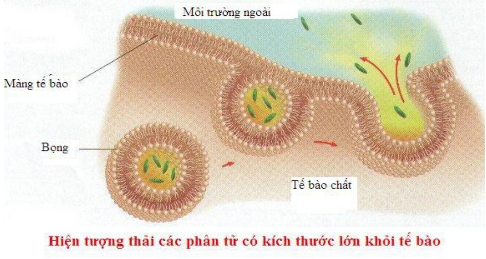 Có Mấy Cách Chứng Minh Tứ Giác Nội Tiếp? Bí Kíp Từ CAUHOI2025.EDU.VN