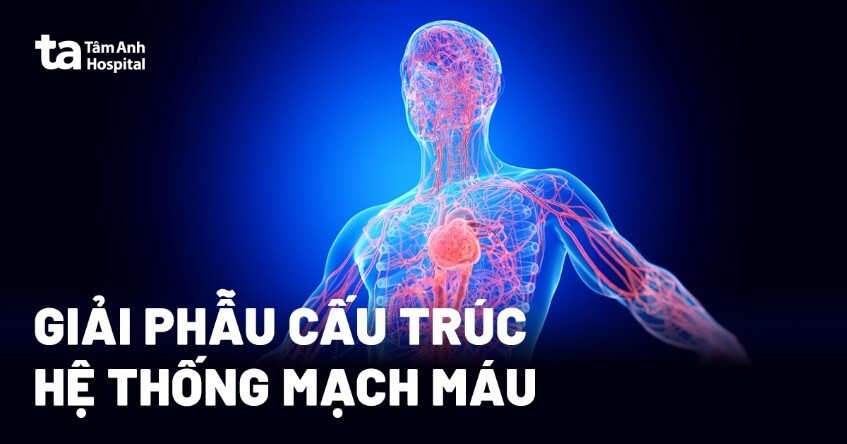 Cấu Tạo Và Chức Năng Của Các Mạch Máu Trong Cơ Thể Người? Cấu Tạo Và Chức Năng Của Các Mạch Máu Trong Cơ Thể Người?