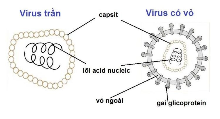 Thành Phần Nào Của Virus Có Vai Trò Mang Thông Tin Di Truyền? Thành Phần Nào Của Virus Có Vai Trò Mang Thông Tin Di Truyền?