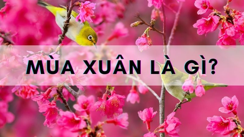 Mùa Xuân Bắt Đầu Tháng Mấy? Đặc Điểm Nổi Bật Của Mùa Xuân Việt Nam Mùa Xuân Bắt Đầu Tháng Mấy? Đặc Điểm Nổi Bật Của Mùa Xuân Việt Nam