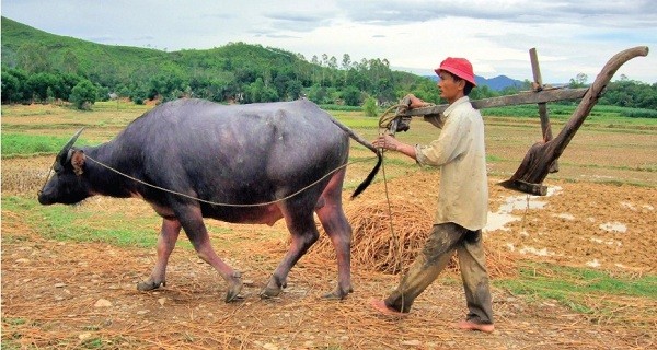 Tiếng Gà Rừng Gáy Sớm: Ý Nghĩa, Đặc Điểm và Cách Thuần Hóa?