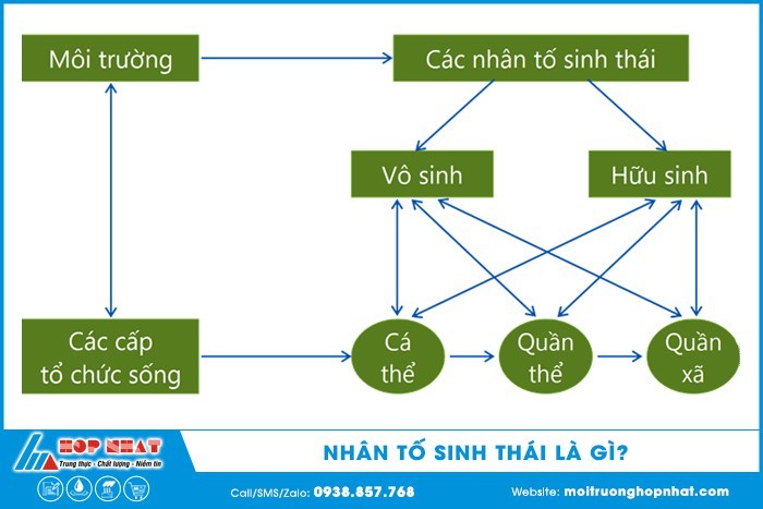 Yếu Tố Sinh Thái Là Gì? Tìm Hiểu Chi Tiết Từ A Đến Z Yếu Tố Sinh Thái Là Gì? Tìm Hiểu Chi Tiết Từ A Đến Z