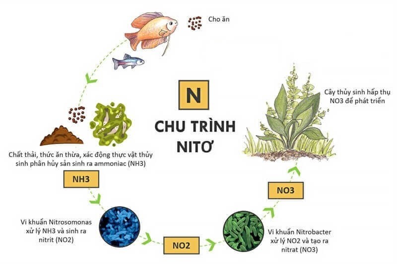 Glucôzơ Không Có Được Tính Chất Nào Dưới Đây? Giải Đáp Chi Tiết