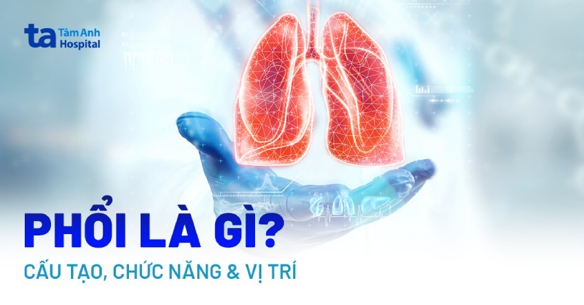 Cấu Tạo Phổi: Chức Năng, Vị Trí, Bệnh Lý Thường Gặp & Cách Bảo Vệ Cấu Tạo Phổi: Chức Năng, Vị Trí, Bệnh Lý Thường Gặp & Cách Bảo Vệ