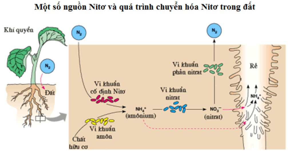 Phân Đạm Cung Cấp Cho Cây Trồng Nguyên Tố Dinh Dưỡng Nào Sau Đây? Phân Đạm Cung Cấp Cho Cây Trồng Nguyên Tố Dinh Dưỡng Nào Sau Đây?