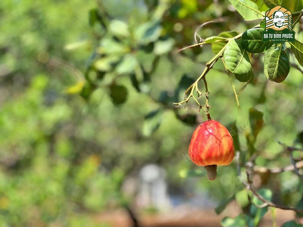 Cây Điều Hạt Trần Hay Hạt Kín? Phân Loại Chi Tiết và Dinh Dưỡng Cây Điều Hạt Trần Hay Hạt Kín? Phân Loại Chi Tiết và Dinh Dưỡng