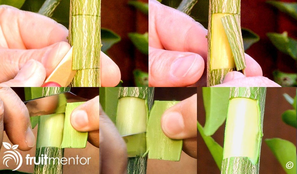 Mở gốc ghép để chuẩn bị ghép mắt nhỏ có gỗ
