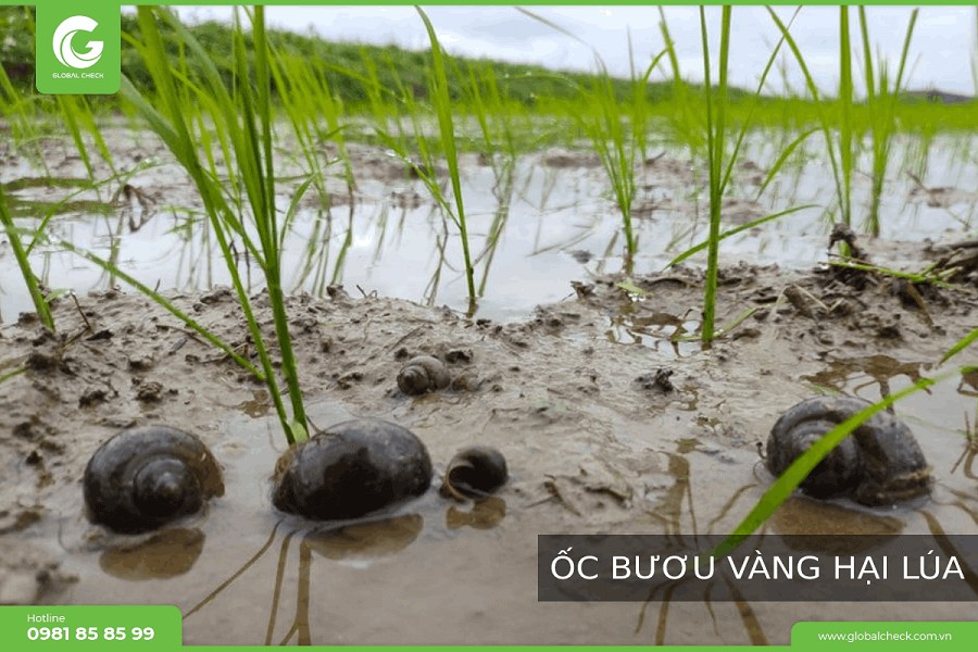 Ốc bươu vàng hại lúa, ăn lá lúa non
