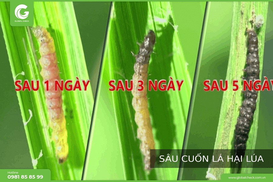 Sâu cuốn lá nhỏ gây hại trên lúa