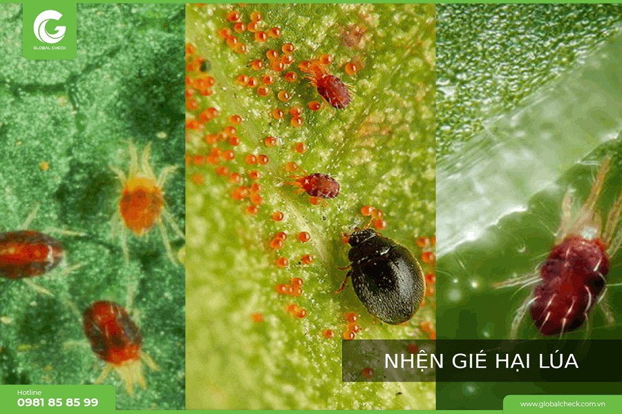 Nhện gié gây hại trên bông lúa