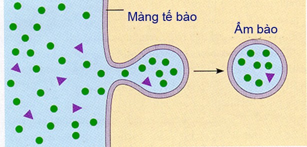 Có Mấy Cách Chứng Minh Tứ Giác Nội Tiếp? Bí Kíp Từ CAUHOI2025.EDU.VN