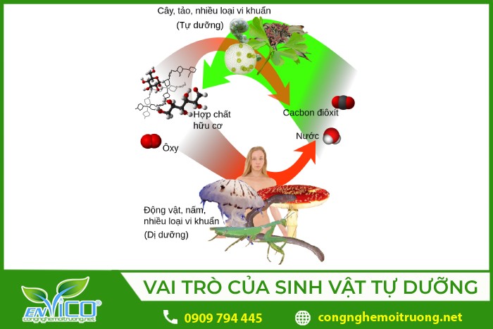 **Sinh Vật Tự Dưỡng Là Gì? Vai Trò, Phân Loại Và Ví Dụ Cụ Thể** **Sinh Vật Tự Dưỡng Là Gì? Vai Trò, Phân Loại Và Ví Dụ Cụ Thể**
