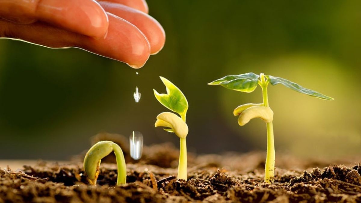 Sapô Mặc Bắc Kim Sơn: Đặc Điểm, Giá Trị Dinh Dưỡng &amp; Vùng Trồng