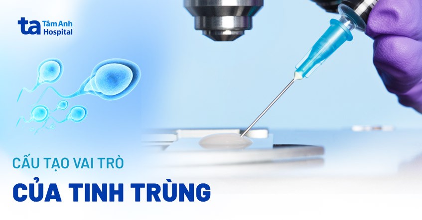 Một Tế Bào Sinh Tinh Qua Giảm Phân Tạo Ra Mấy Tinh Trùng? Một Tế Bào Sinh Tinh Qua Giảm Phân Tạo Ra Mấy Tinh Trùng?
