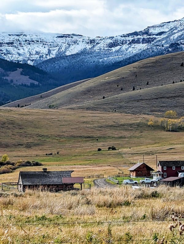 Đàn bò rừng bison tại Vườn quốc gia Yellowstone