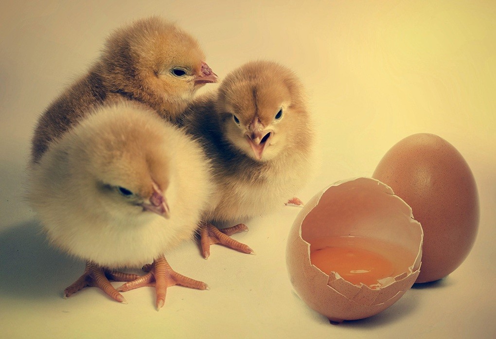 Gà Có Trước Hay Quả Trứng Có Trước? Giải Đáp Chi Tiết Nhất Gà Có Trước Hay Quả Trứng Có Trước? Giải Đáp Chi Tiết Nhất