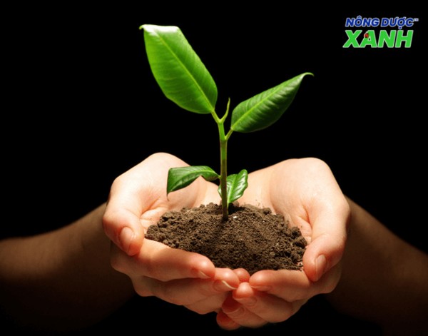 Chế Phẩm Vi Khuẩn Trừ Sâu Là Gì? Ưu Nhược Điểm & Cách Dùng Chế Phẩm Vi Khuẩn Trừ Sâu Là Gì? Ưu Nhược Điểm & Cách Dùng