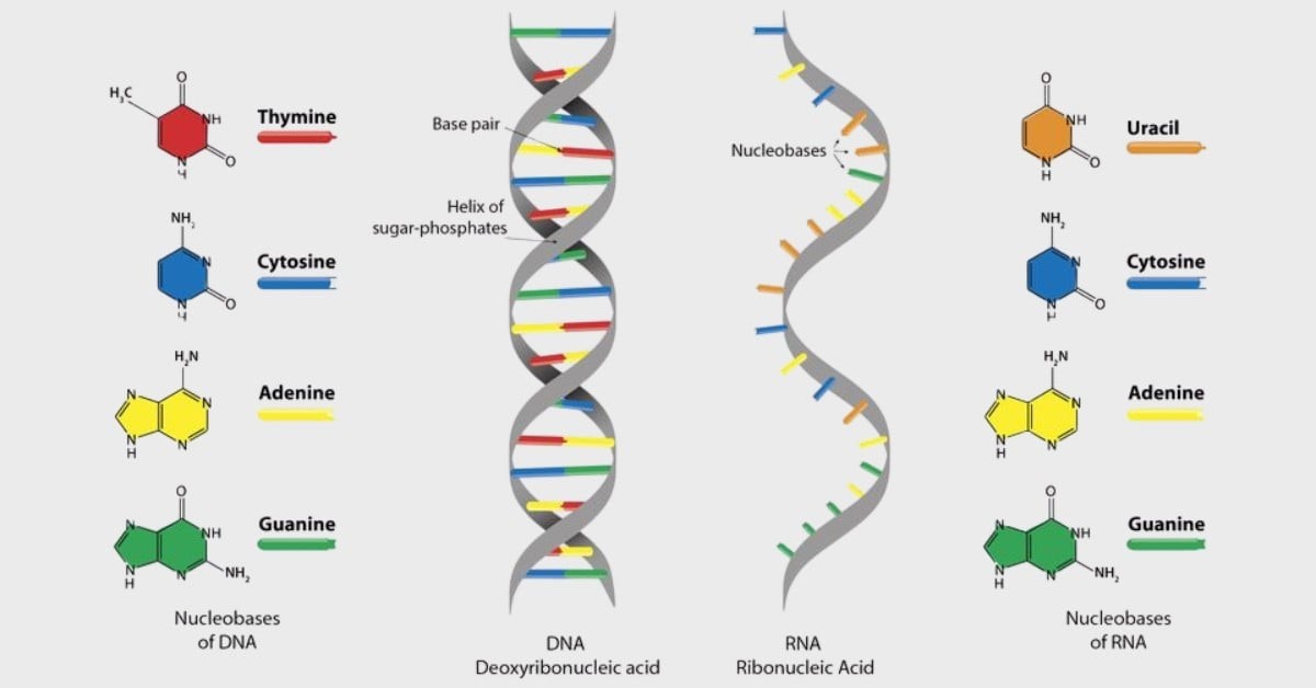 Phân Tử DNA Và RNA Khác Nhau Ở Đặc Điểm Nào Sau Đây? Phân Tử DNA Và RNA Khác Nhau Ở Đặc Điểm Nào Sau Đây?
