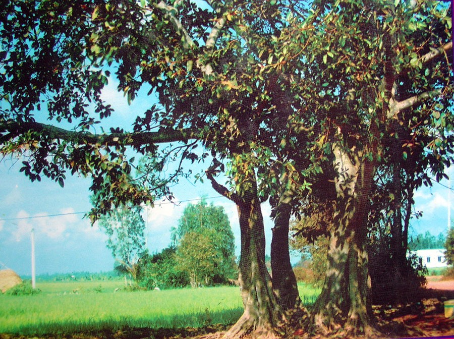 Ngã ba Cây Da Đôi