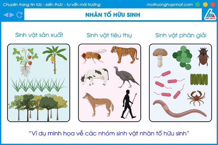 The Picnic Has Been: Câu Chuyện Về Bàn Ăn &amp; Tinh Thần Cộng Đồng?