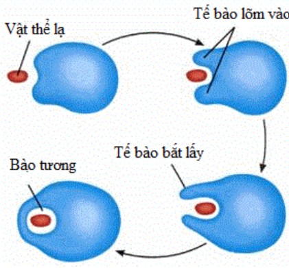 Ví Dụ Về Xuất Bào Và Nhập Bào: Cơ Chế Vận Chuyển Tế Bào Ví Dụ Về Xuất Bào Và Nhập Bào: Cơ Chế Vận Chuyển Tế Bào