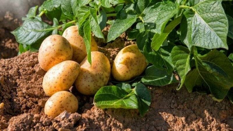 Cây Thông Thuộc Nhóm Thực Vật Nào? Phân Loại Chi Tiết Nhất