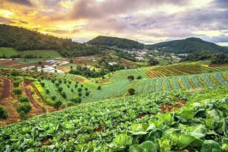 Cây Thông Thuộc Nhóm Thực Vật Nào? Phân Loại Chi Tiết Nhất