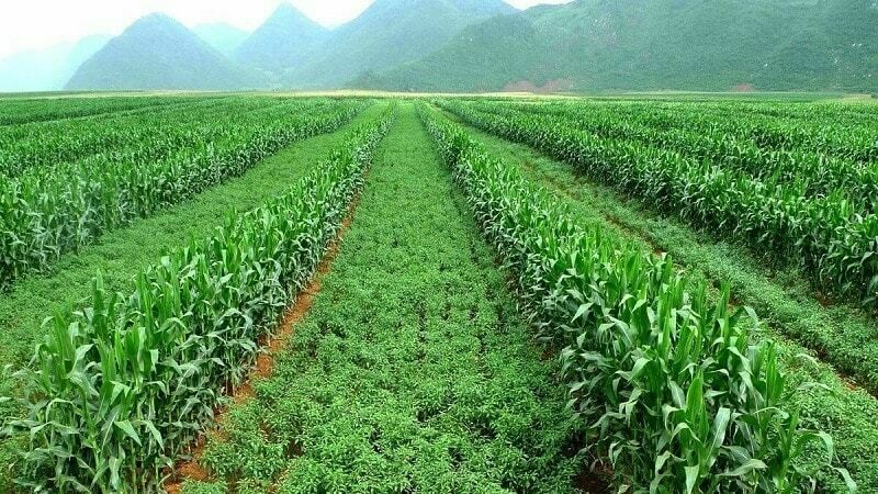 **Xen Canh Là Gì? Phương Pháp Canh Tác Hiệu Quả Cho Nông Nghiệp** **Xen Canh Là Gì? Phương Pháp Canh Tác Hiệu Quả Cho Nông Nghiệp**