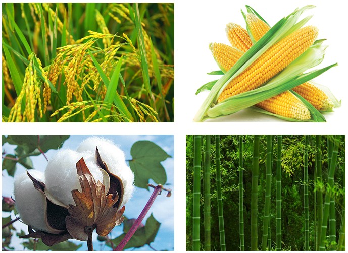 Xenlulozơ Có Nhiều Trong Thực Vật Nào? Ứng Dụng & Bài Tập Xenlulozơ Có Nhiều Trong Thực Vật Nào? Ứng Dụng & Bài Tập