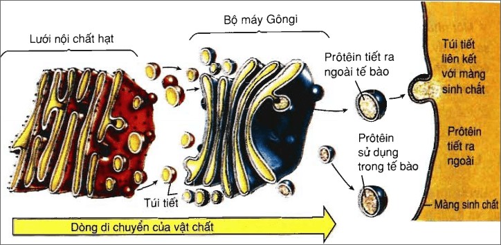 Có Mấy Cách Chứng Minh Tứ Giác Nội Tiếp? Bí Kíp Từ CAUHOI2025.EDU.VN