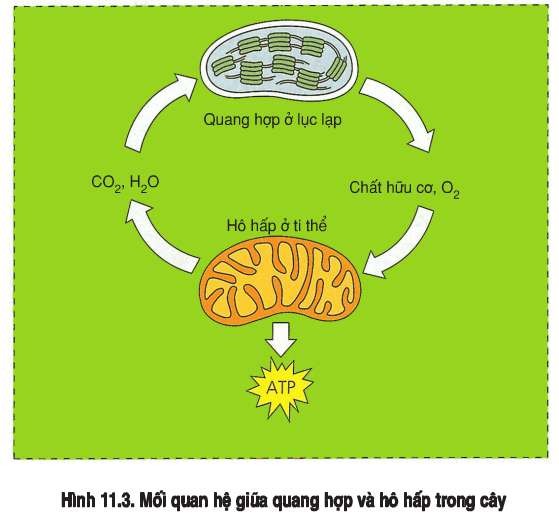 Kiểu Thảm Thực Vật Nào Sau Đây Không Thuộc Môi Trường Đới Ôn Hòa?